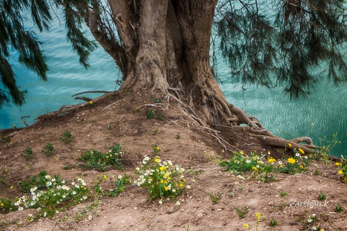 Mysterious tree