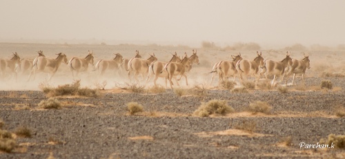 Onagers, wild donkeys..