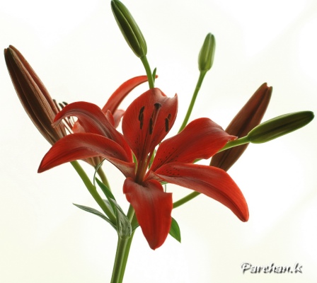 Red lilie..