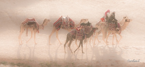 Ships of the Desert ..