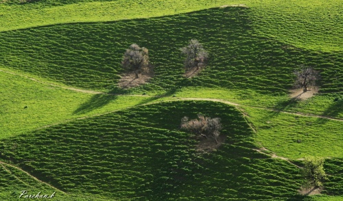 Soul lies in that grass.. 