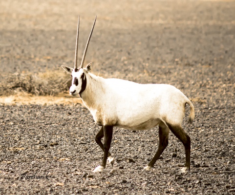 The Arabian Oryx