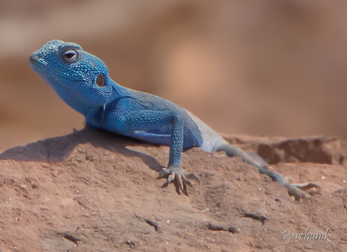 The blue Lizard..