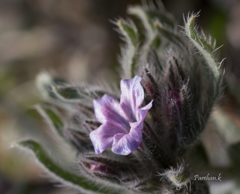 Wildflower