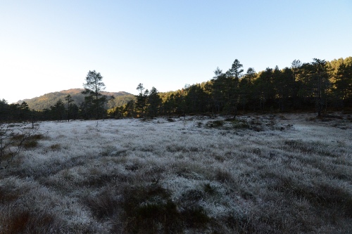 frost