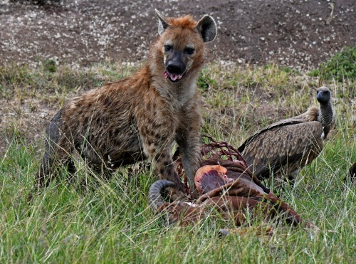 HYENA WITH KILL