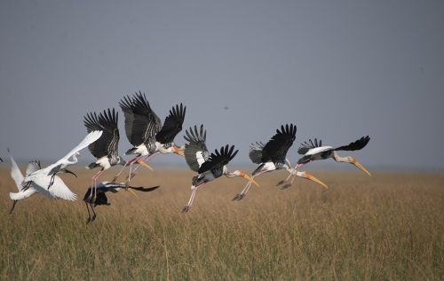 PAINTED STORKS IN FLIGHT