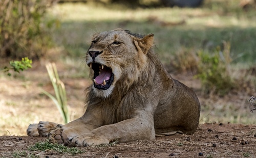 Roaring Lion