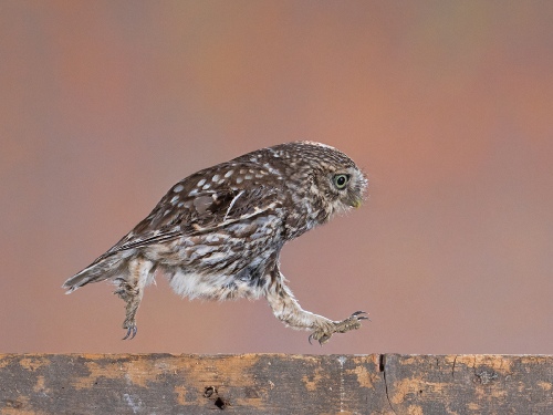 Little Owl Running