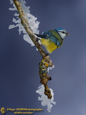 Blue Tit And Ice