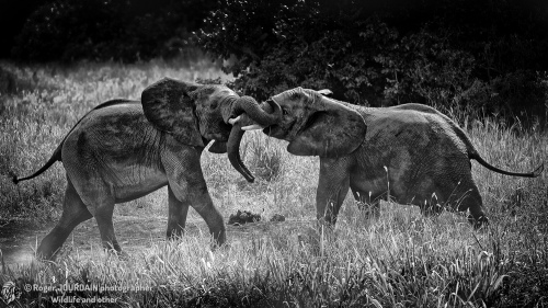 Elephants Fighting Tarangire
