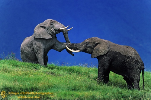 Elephants Fighting TZ013