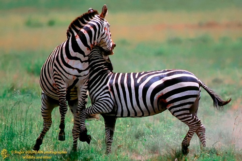 Fighting In Serengeti