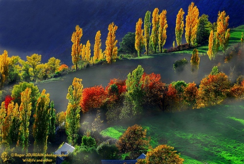 Fog In Fall