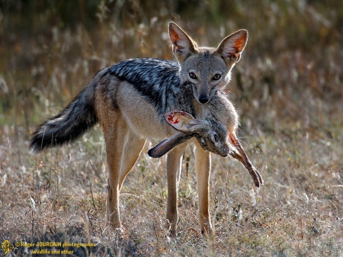 Jackal With Hare