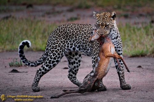 Leopard and Dikdik No1
