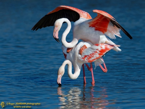 Mating Pink Flamingos 2015