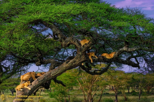Tree Lions Serengeti