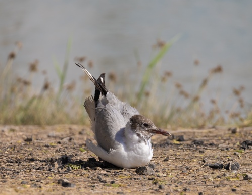 Black-winged Stilt