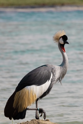 Grey Crowned crane
