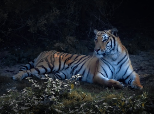 Tiger