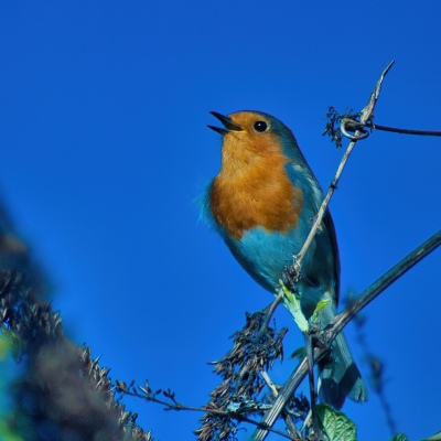 Robin in Song