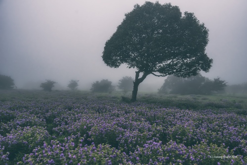 Ethereal 