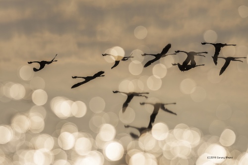 Inverted Flight