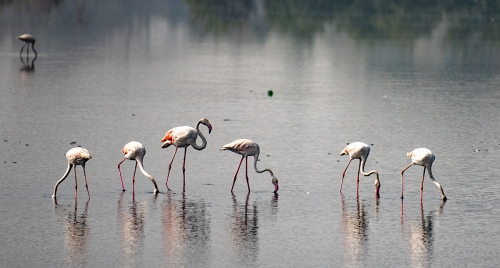 Flamingos