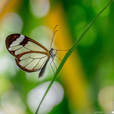 Schmetterling 2