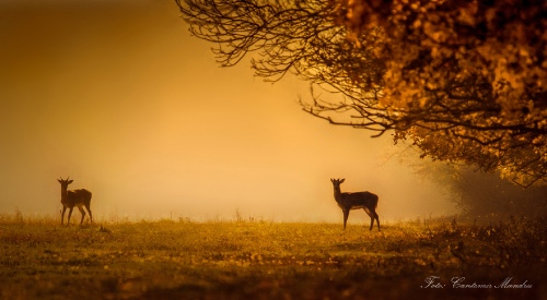 Golden autumn day
