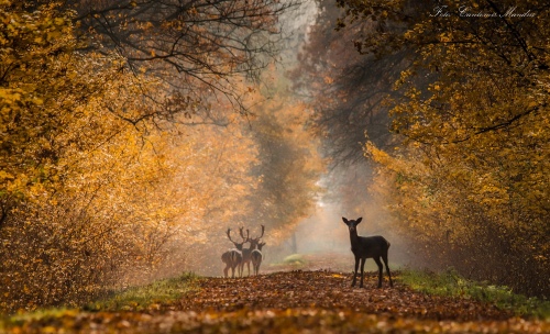 Silent morning
