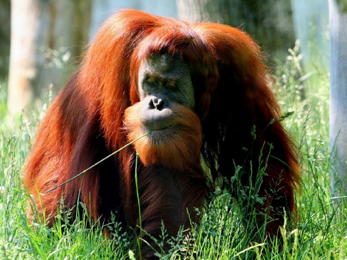 Orang- Outang