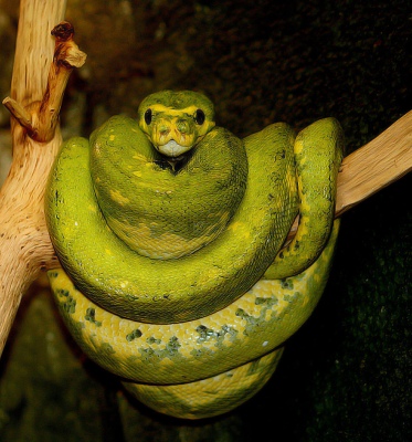 Python vert