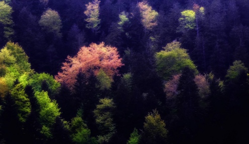 nature