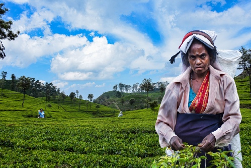The Tea Plucker