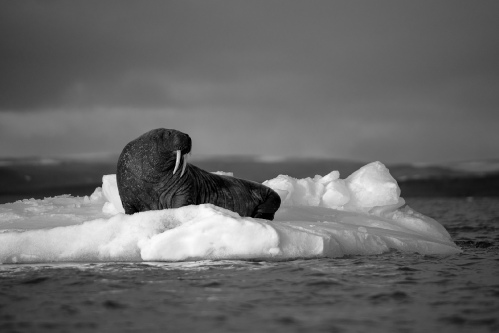 The Lone Walrus
