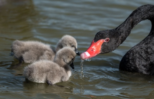 Black Duck