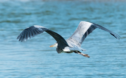 Blue Bird