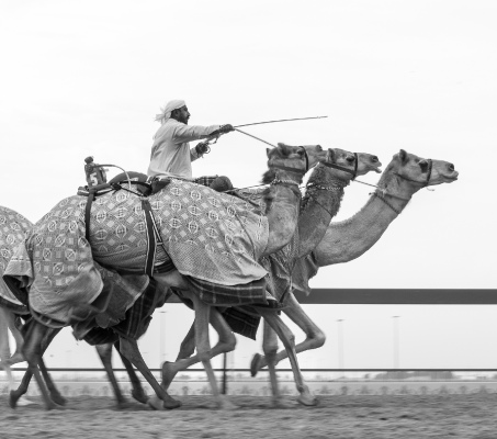 Camel Charge