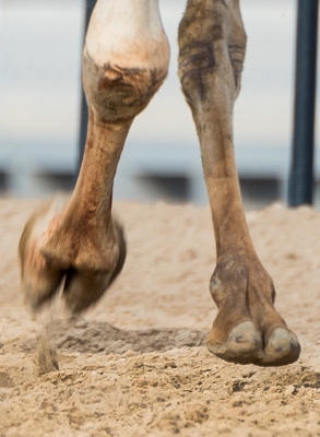 Camel Foot