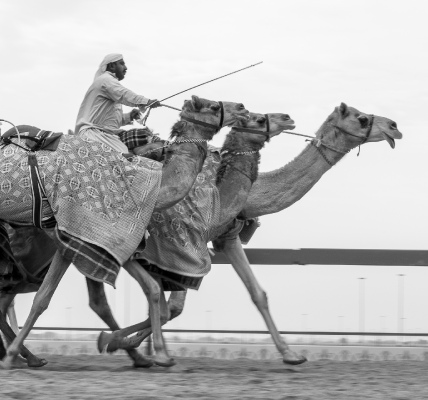 Camel Race 