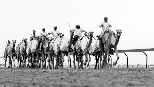Camel Race Riders