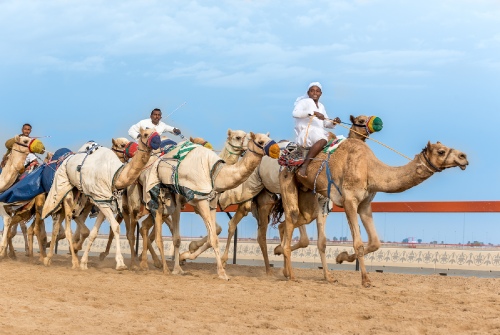 Camels on the run