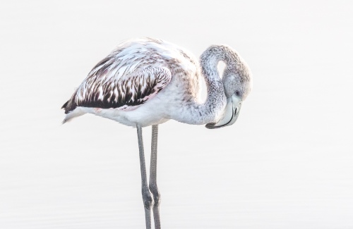 Close up Flamingo