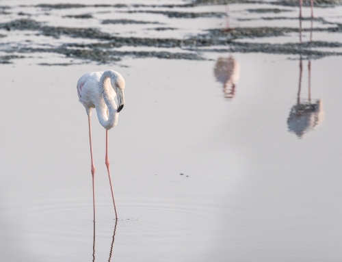 Flamingo 