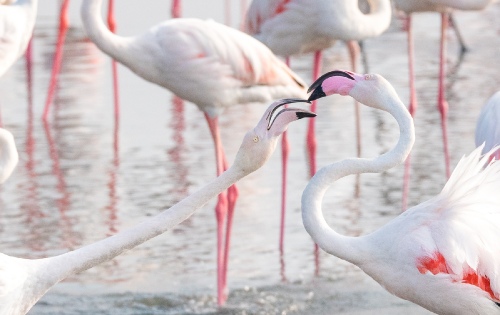 Flamingo Argument 