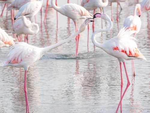 Flamingo interaction