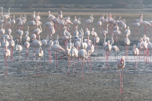 Flamingo Tribe