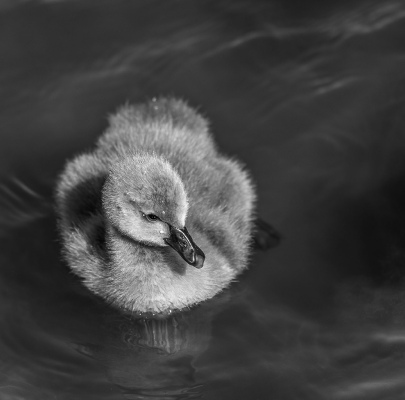 Gray Duck